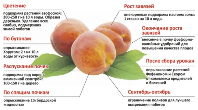 Болезни и вредители, методы борьбы и профилактики