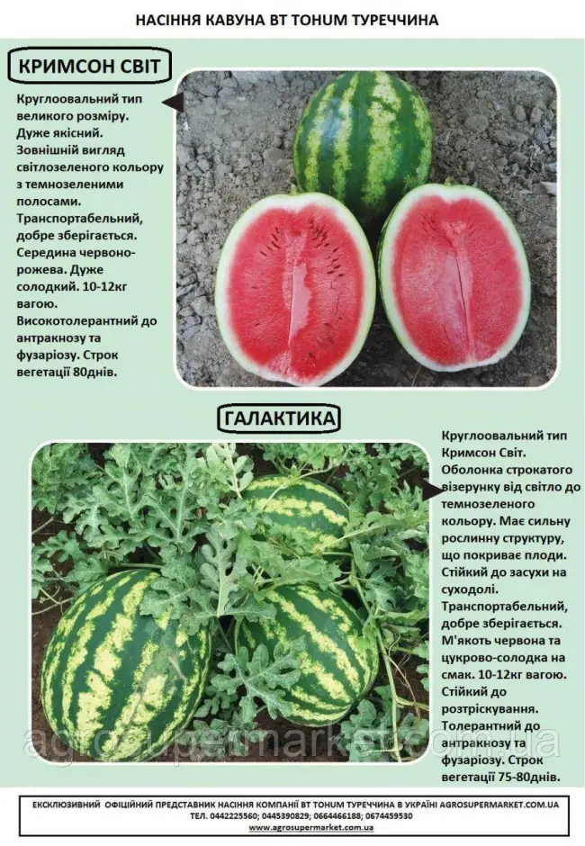 Характеристика и описание сорта