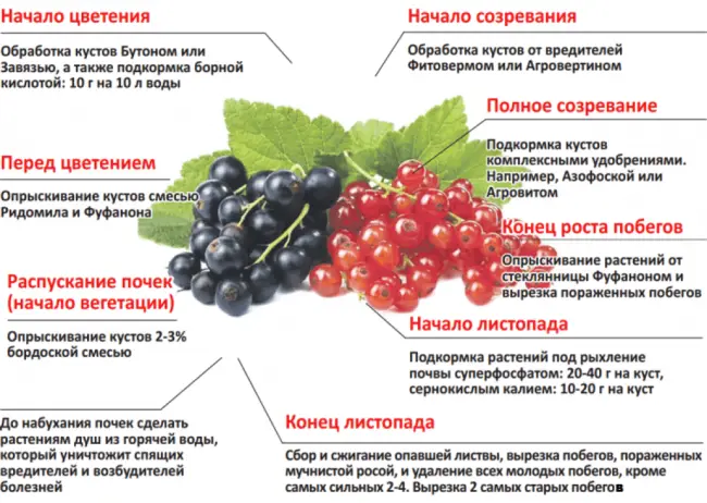 Профилактика и лечебные мероприятия