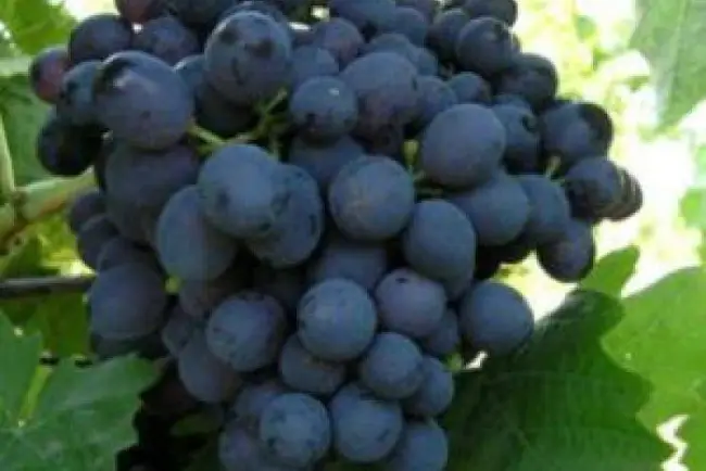 Описание сорта винограда «Магарача»