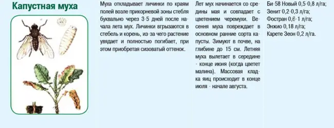 Народные средства против личинок капустной мухи