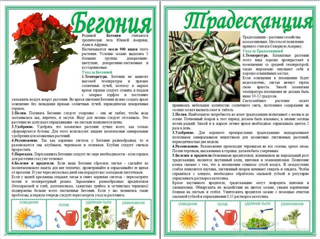 Про цветы - горшечные, садовые, кактусы, уход, советы, пересадка