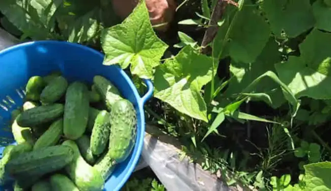 Сбор урожая и хранение