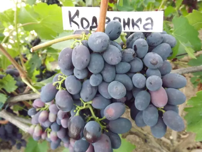 Размножение