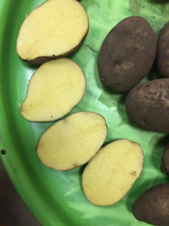 Характеристика сорта картофеля Брянский деликатес