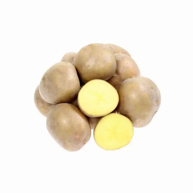 Болезни и вредители сорта картофеля Брянский деликатес