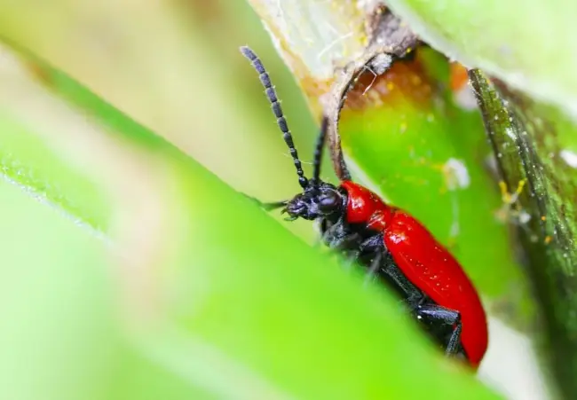 Опасный вредитель лилий – лилейный жук