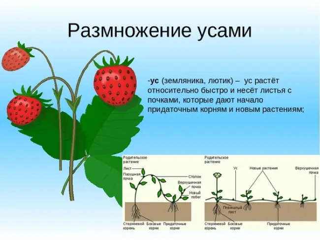 Размножение и агротехнические рекомендации