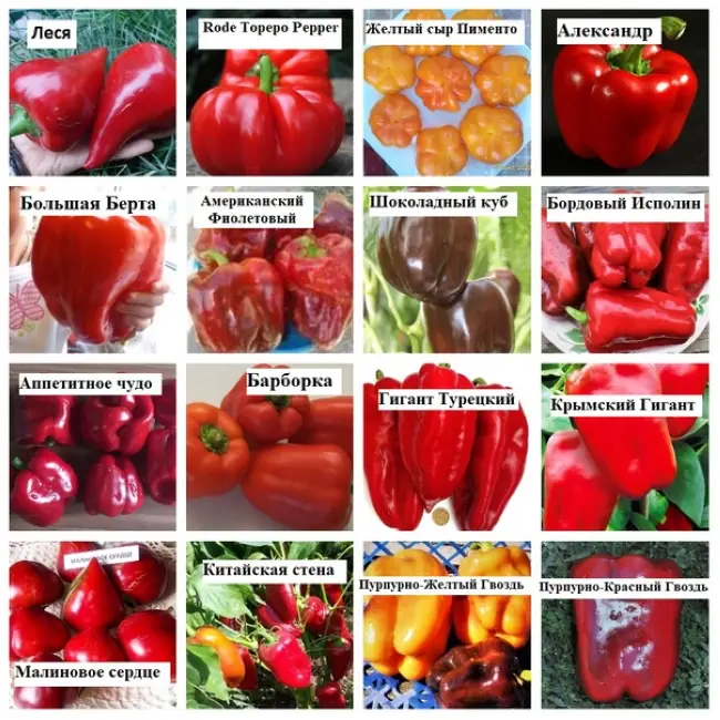 Рейтинг семян перца с описанием и фото