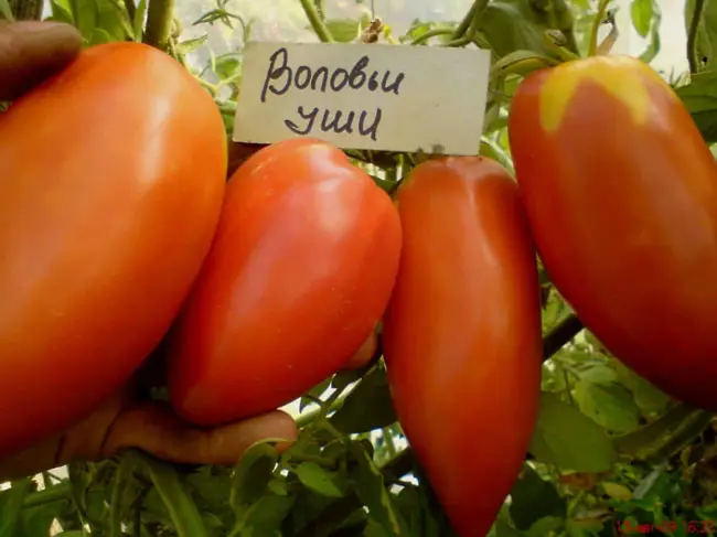 Томат карамель медовая описание сорта — Самые сладкие сорта томатов, которые рекомендуются к посадке