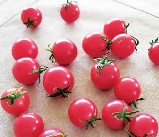 Описание сорта томата Ксения f1, его характеристика и выращивание