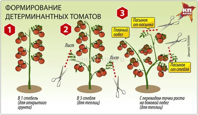 Томат Невеличка: отзывы, фото, описание и характеристика сорта, урожайность