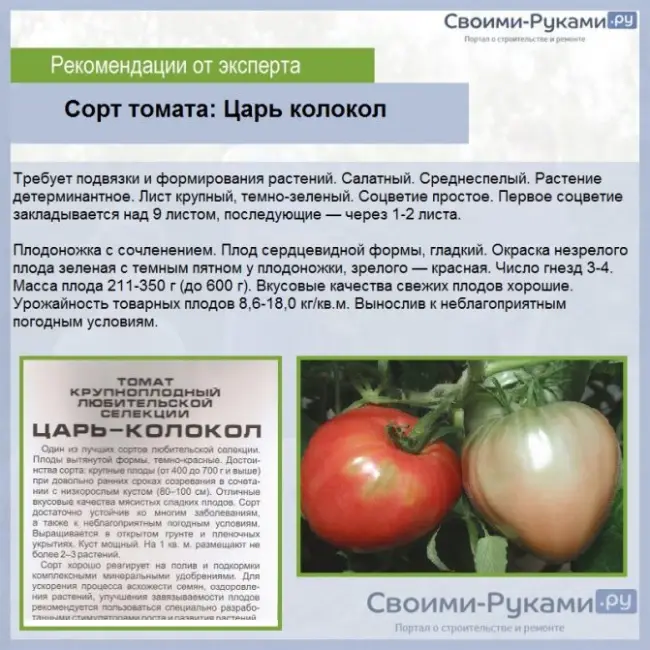 Особенности выращивания томата Цыган, посадка и уход