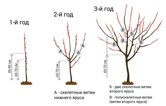 Посадка вишнёвого саженца в грунт