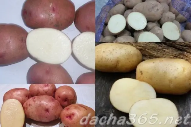 Какие сорта картофеля подходят для выращивания в Сибири (Западной и Восточной)