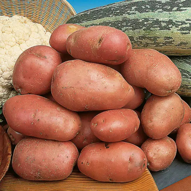 описание сорта и характеристика, фото и отзывы, вкусовые качества