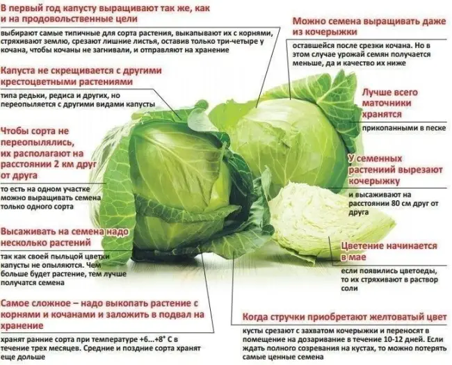 Хранение в погребе