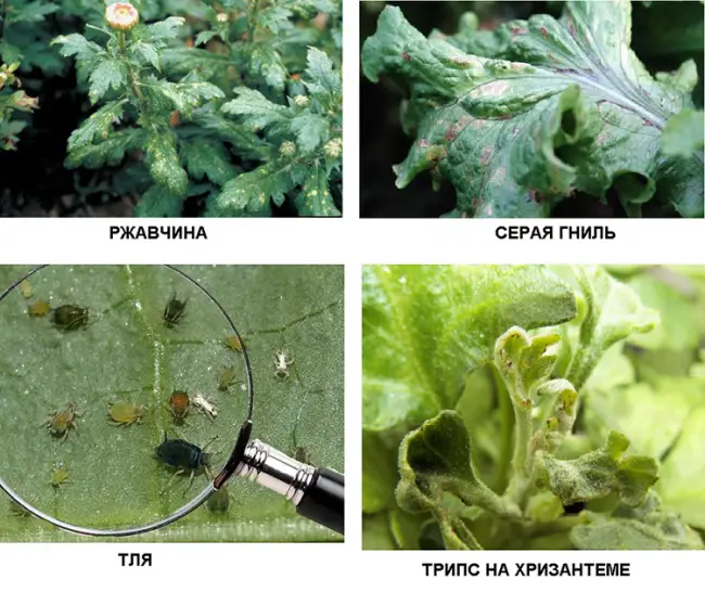 Химические способы борьбы с тлей