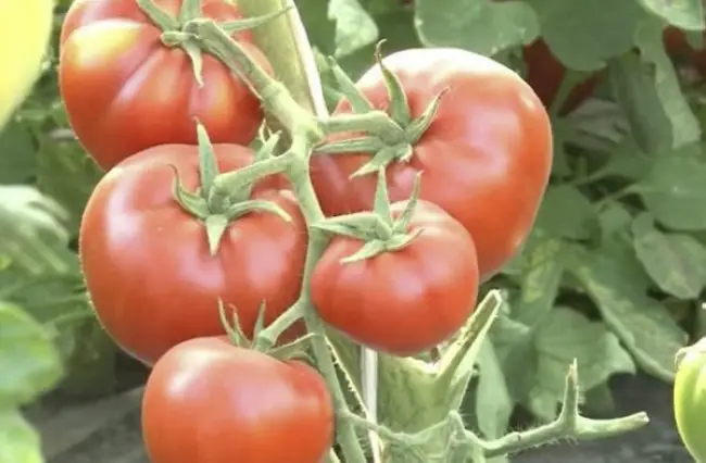 Характеристика и описание сорта томатов Аляска