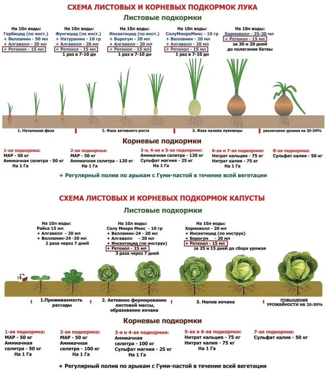 Правила подкормки лука