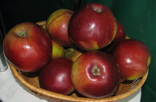 Описание сорта яблони Жебровское