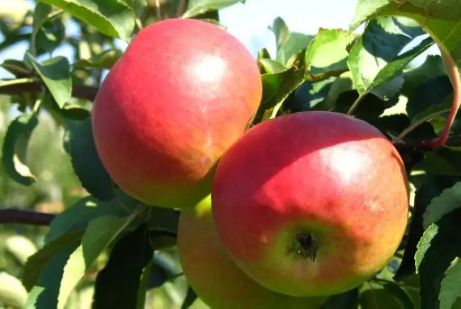Описание сорта яблони Юбиляр