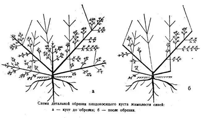 Хранение и приготовление жимолости на зиму