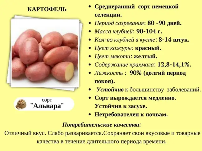 Описание и характеристика сорта