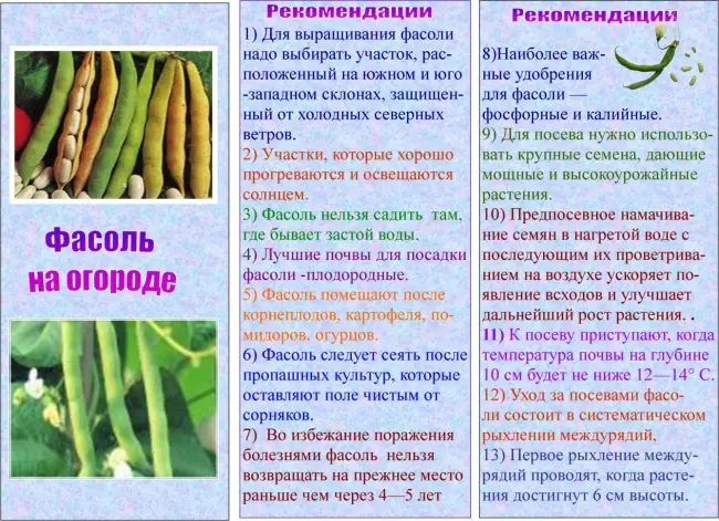 Посадка и размножение растения