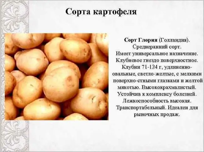 Характеристика сорта