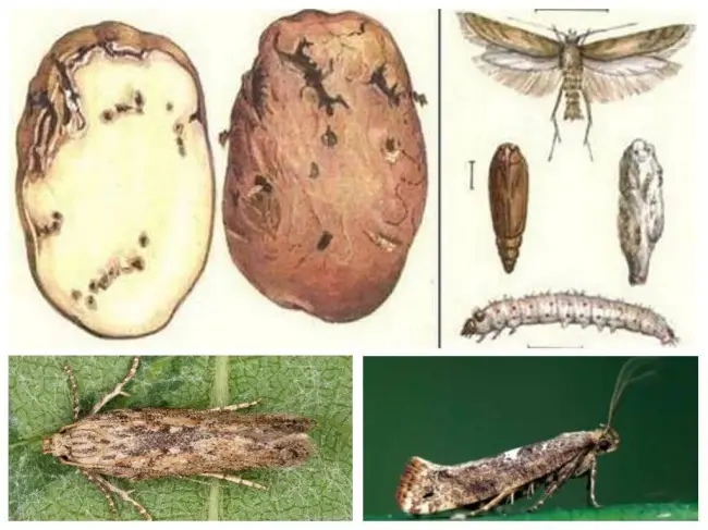 Как распознать моль в картофеле?