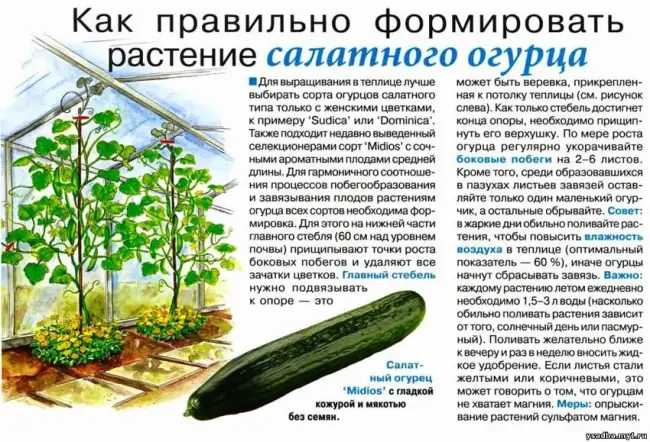 Капуста розелла описание сорта — Выращивание брюссельской капусты — Дачная жизнь