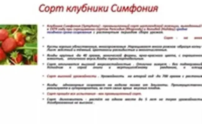 Картофель Симфония — описание сорта, фото, отзывы, посадка и уход
