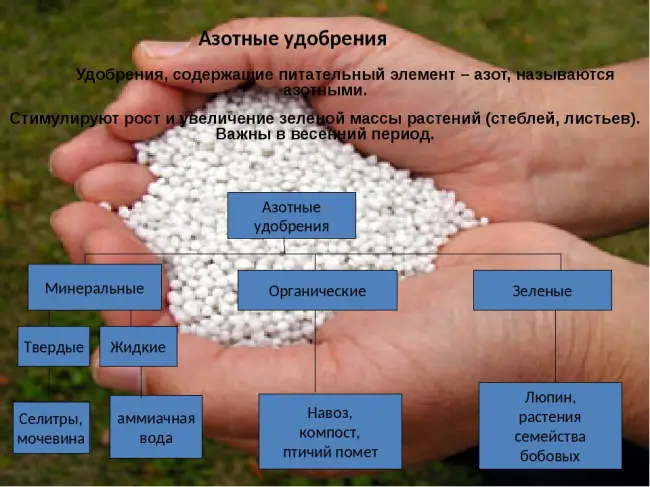 Заключение диссертации по теме «Агрохимия», Протопопова, Лилия Геннадьевна