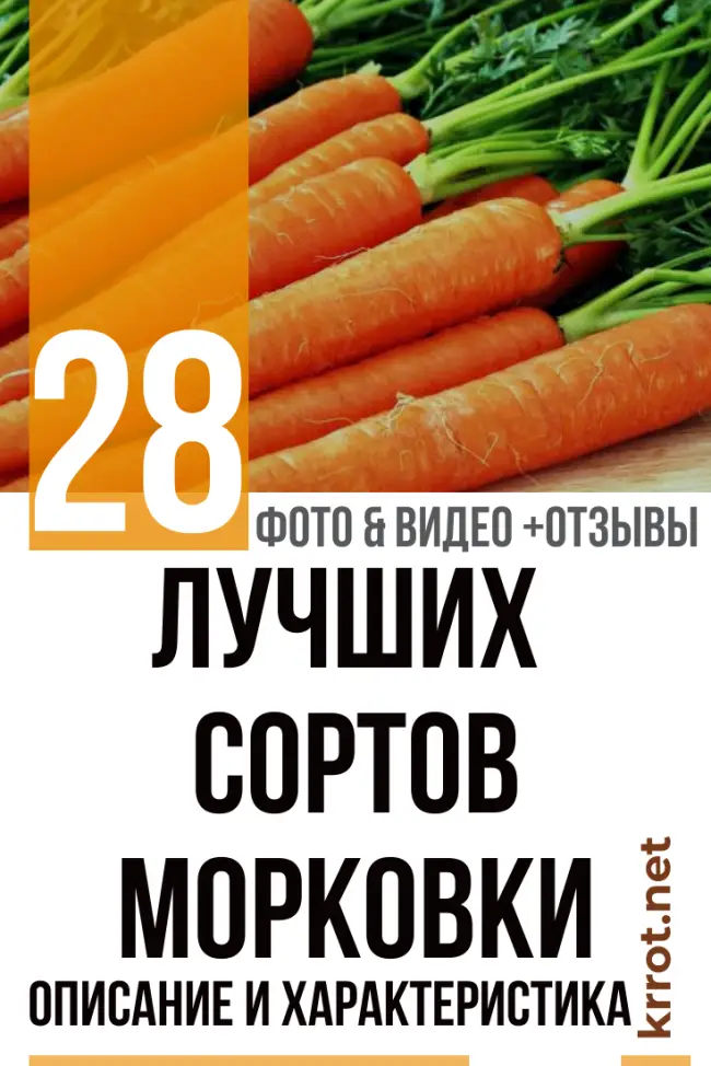 Самые лучшие и сладкие сорта гороха (сахарные и лущильные): их описания и характеристики | Lifestyle | Селдон Новости