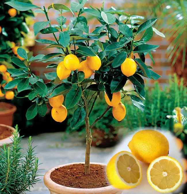 Причины и лечение болезней домашнего лимона