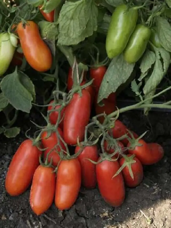 Особенности выращивания помидоров Гулливер, посадка и уход