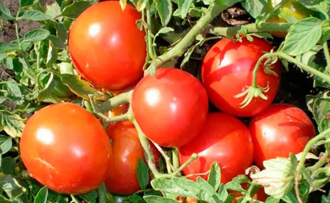 Гибридный томат Краснобай F1 — характеристики, описание, внешний вид плодов, вкусовые качества. Подготовка семян и выращивание рассады в домашних условиях. Правила ухода за растениями.