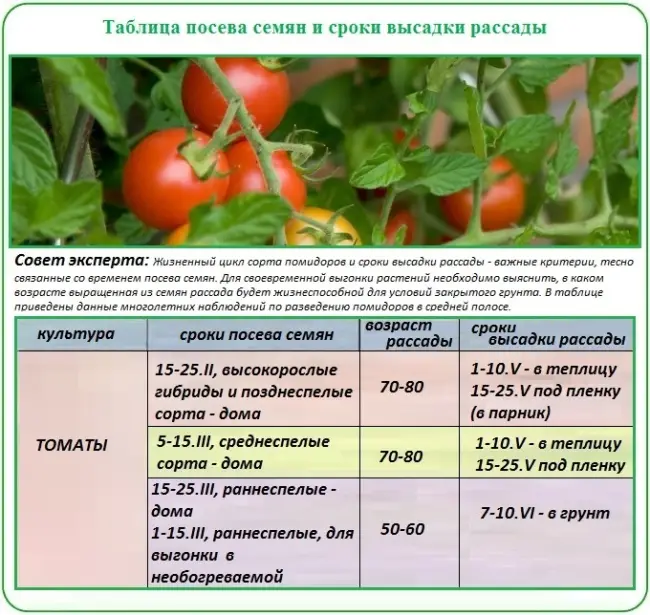 Агротехника выращивания помидоров Москвич, посадка и уход