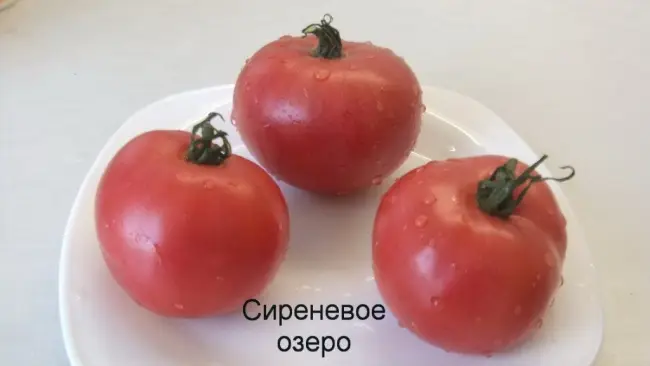 Описание и характеристика сорта