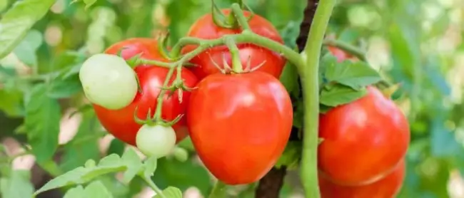 Дальнейший уход за томатами Дачник