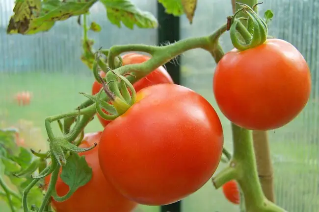 Наш специалист расскажет как правильно выращивать томаты Хлыновский F1, а также ознакомит с характеристиками сорта семян и их описанием. Узнайте как отзываются дачники об урожайности помидоров и посмотрите фото куста в высоту.