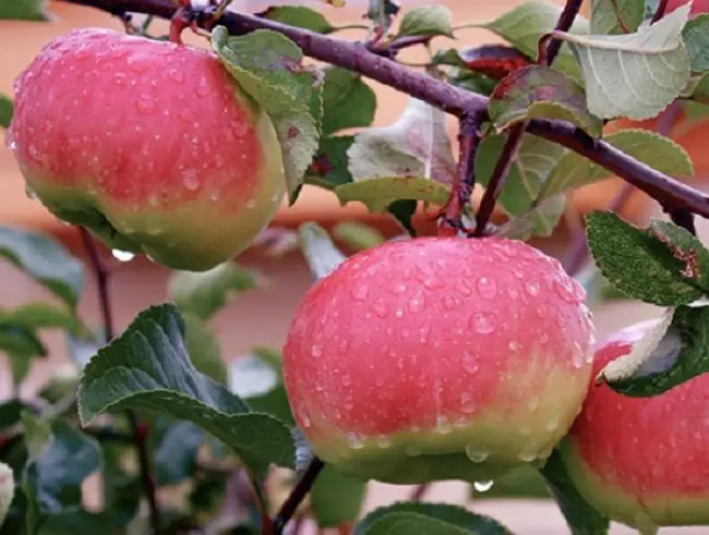 Описание и характеристики яблони Богатырь