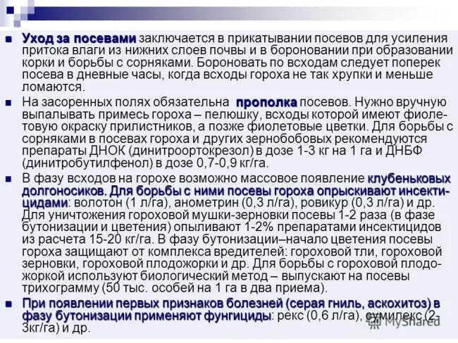Признаки и причины появления тли на горохе