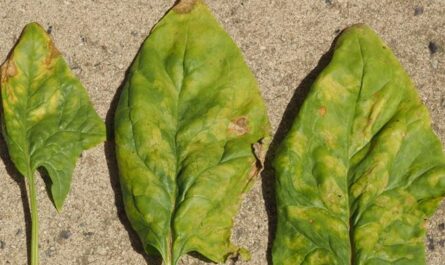 Почему скручиваются и желтеют листья шпината и как это предотвратить?