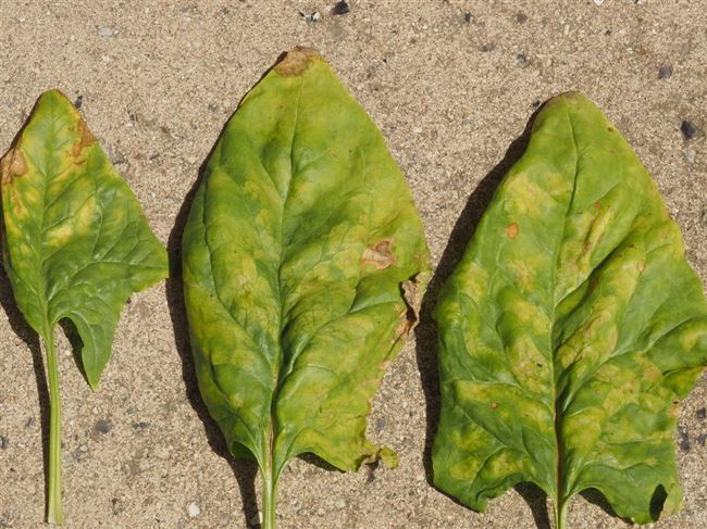 Почему скручиваются и желтеют листья шпината и как это предотвратить?