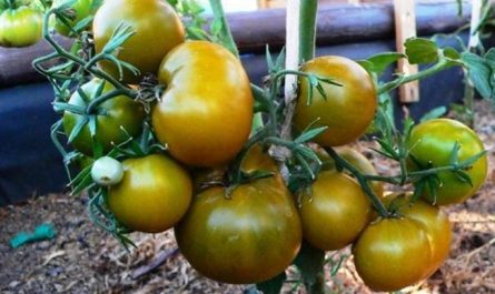 Томат «Болото» отзывы, фото, описание и урожайность сорта зеленых помидор