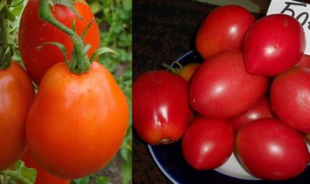 Сибирский «гость» — помидор Боец (Буян), самый неприхотливый из всех томатов