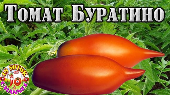Томат Буратино: характеристика и описание сорта, отзывы тех, кто сажал