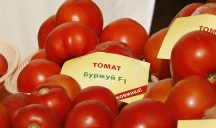 Стойкий крепыш с хорошей репутацией — томат «Буржуй»: описание сорта, фото